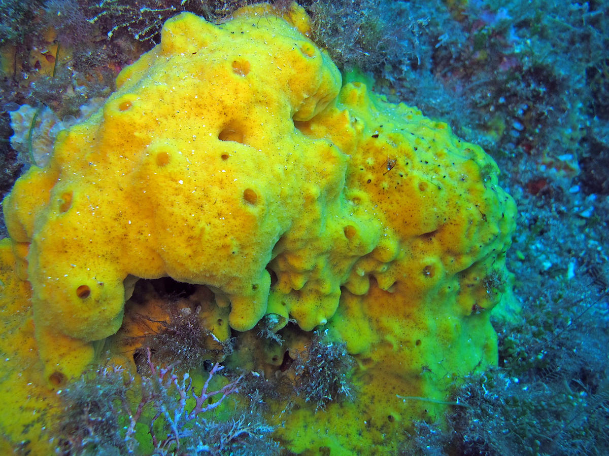 Eponge jaune vif de Méditerranée