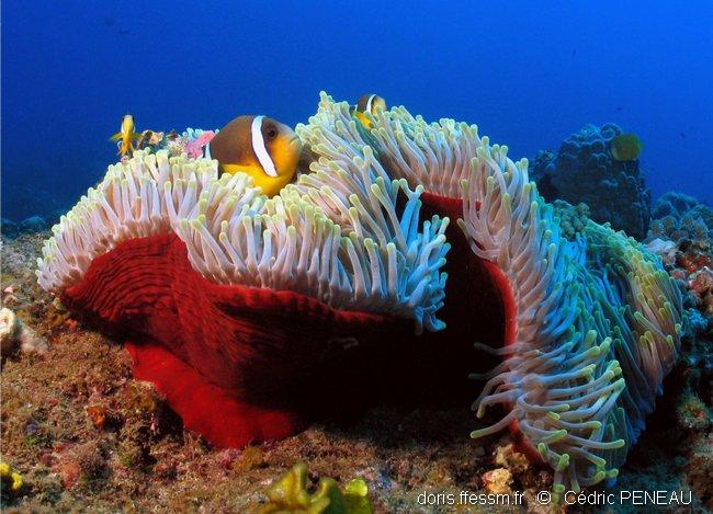 Heteractis magnifica DORIS