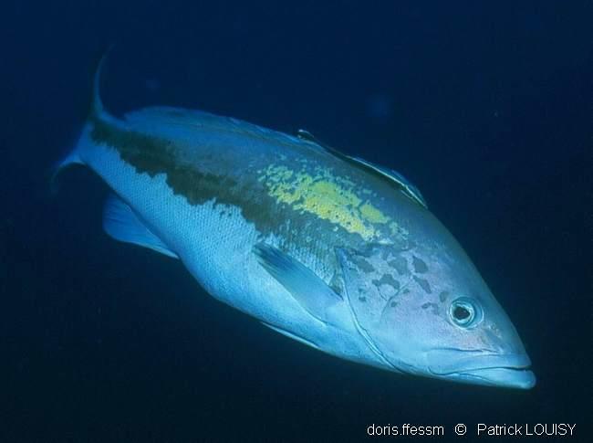 Epinephelus costae DORIS