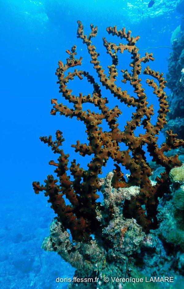 Tubastraea micranthus DORIS