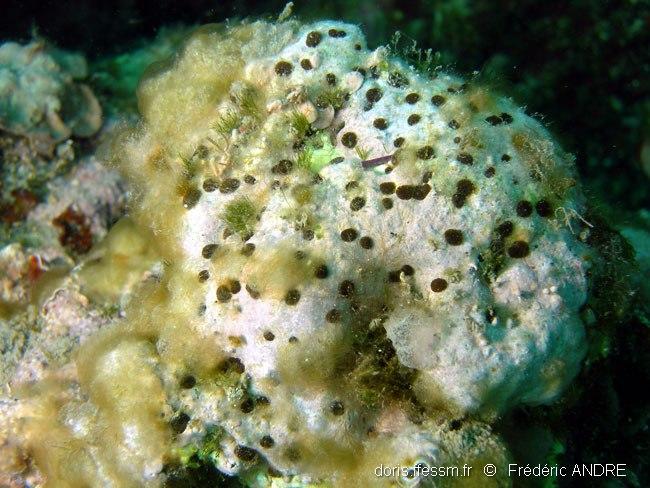 Cliona viridis DORIS