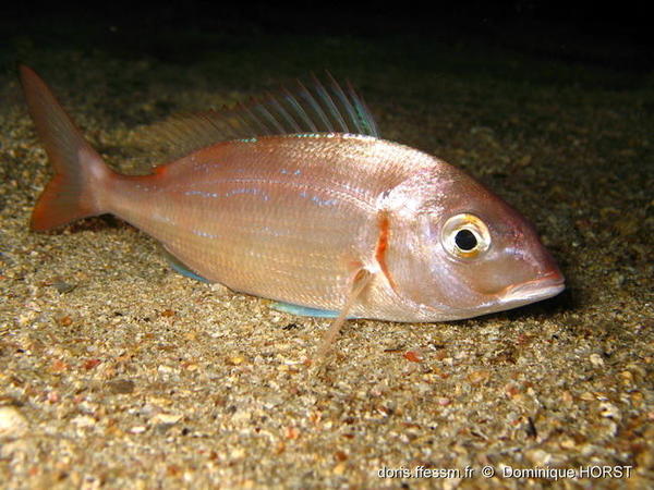 Pagellus erythrinus DORIS