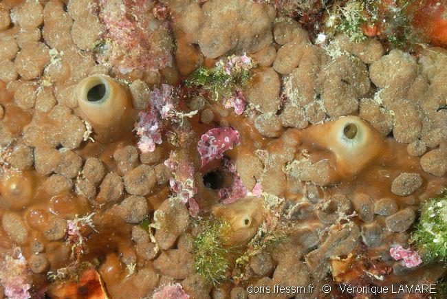 Cliona viridis DORIS