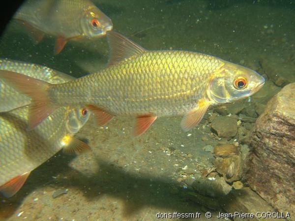 Rutilus rutilus DORIS