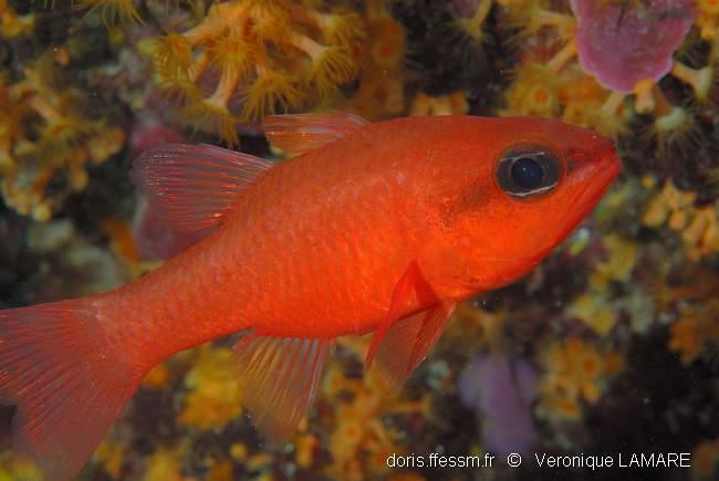 Apogon imberbis DORIS