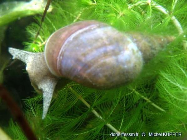 Lymnaea stagnalis DORIS
