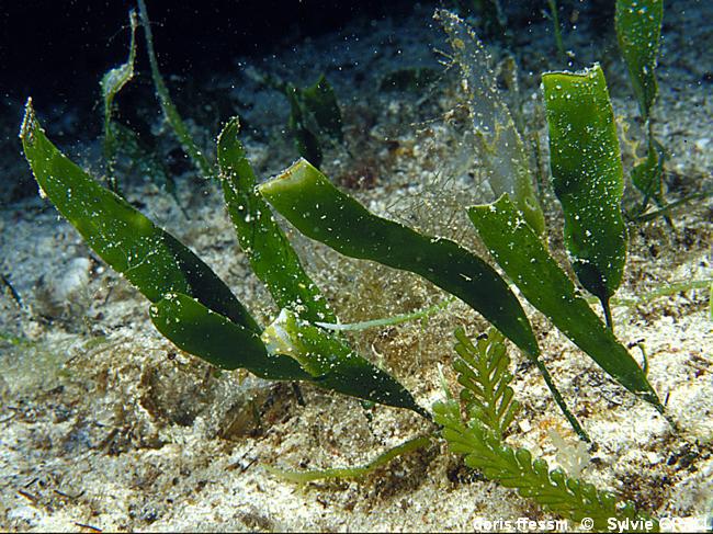 Caulerpa prolifera DORIS