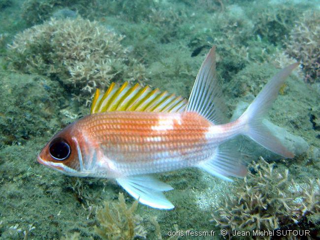 Holocentrus adscensionis DORIS