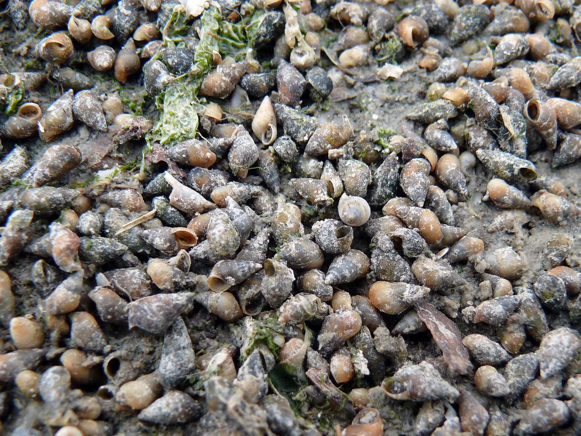 Peringia ulvae DORIS