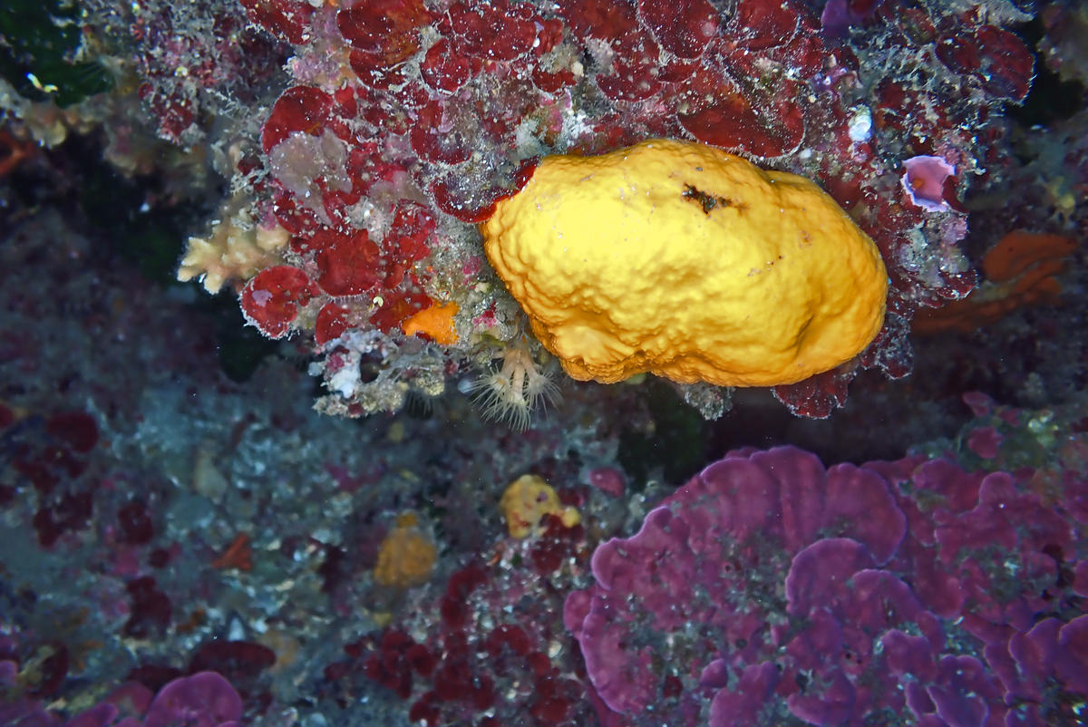 À quel taxon et à quelle espèce appartient cette boule jaune