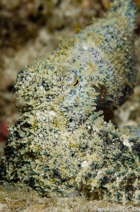 Abdopus aculeatus