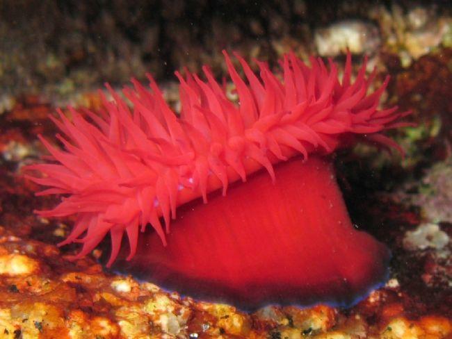 Actinia equina