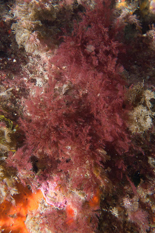 Algue rouge