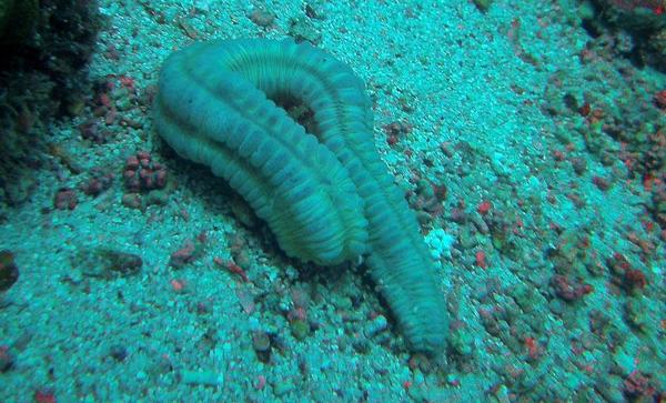 Animal Mystérieux Du Cap Vert