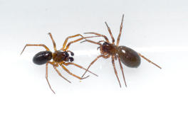 araignées Theridiidae intertidales à SPM
