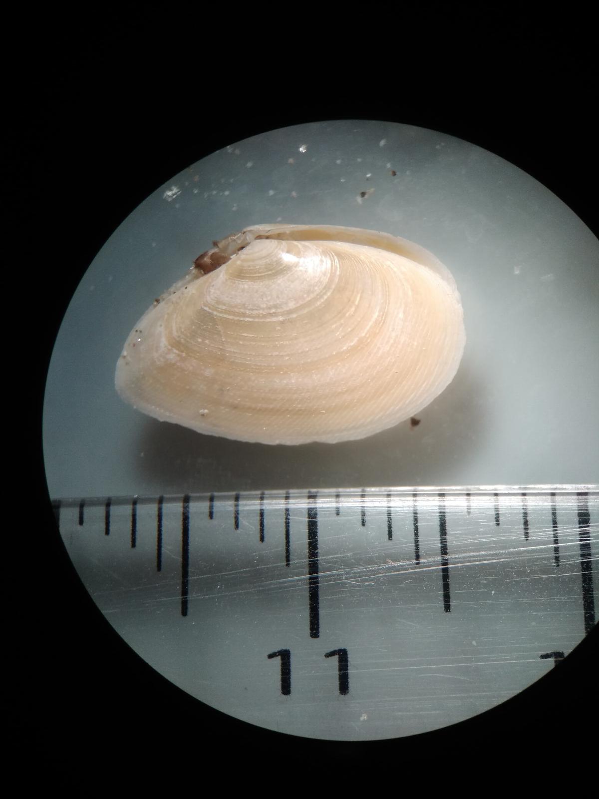 Autre forme de Tellina fabula ou espèce différente?