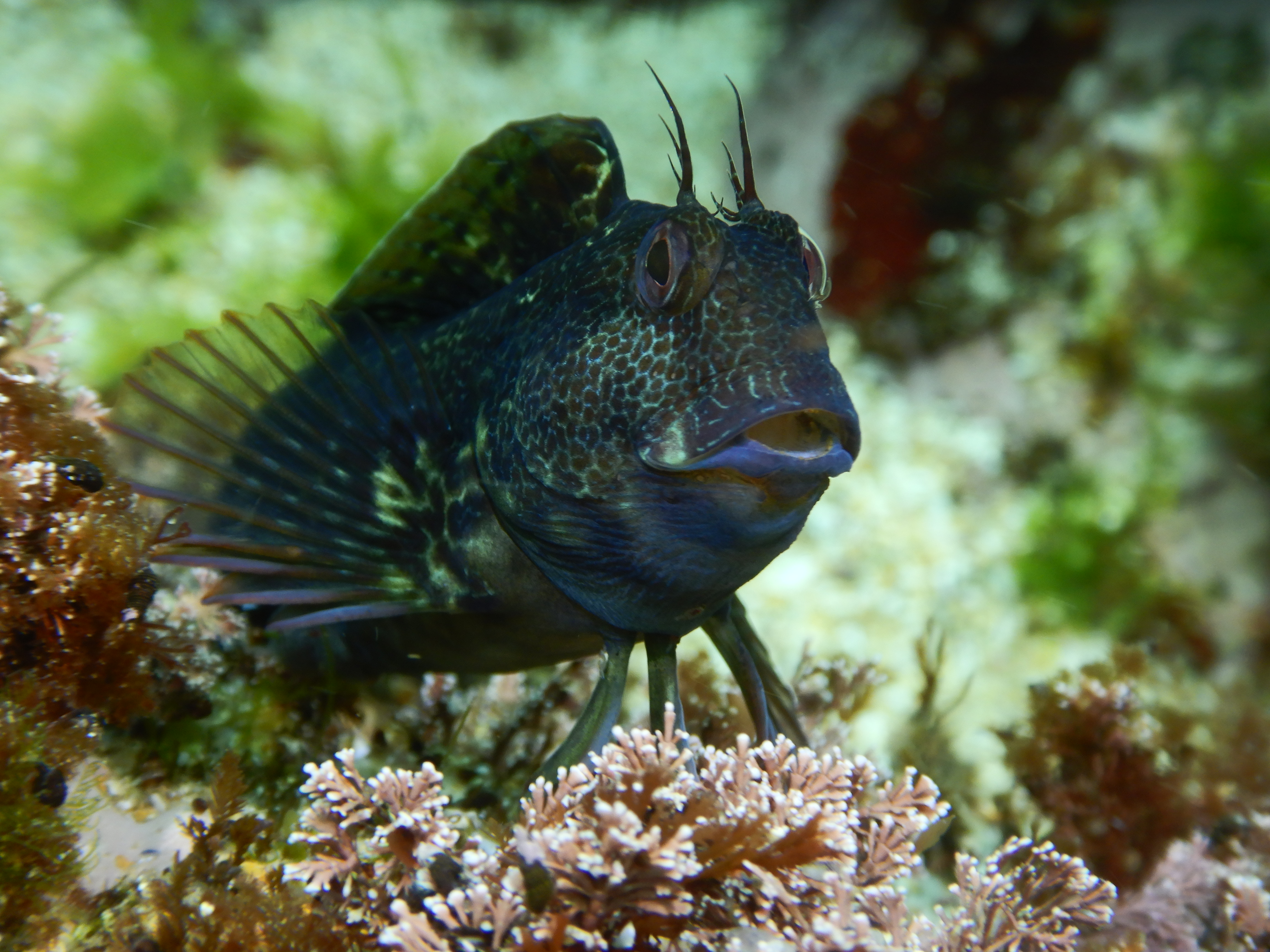 Bonjour. Est-ce une blennie pilicorne