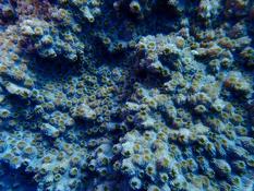 Ce corail est-il du genre Diploastrea ? 