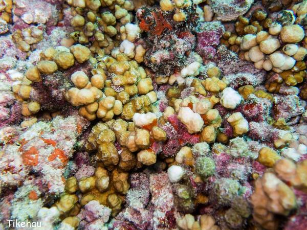 corail Polynésie particulier