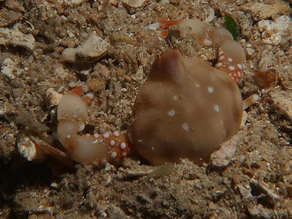 crabe tropical à pinces rouges  avec des yeux très raprochés  