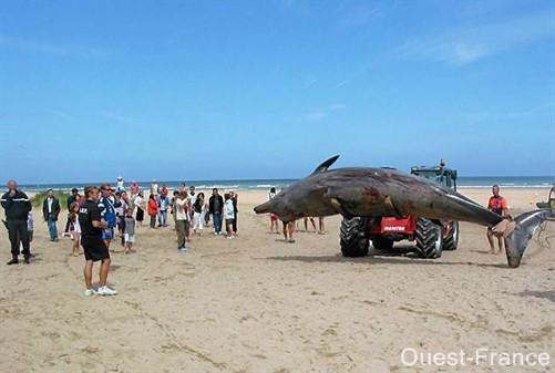 Echouage d'un hyperoodon boréal sur la côte du Calvados