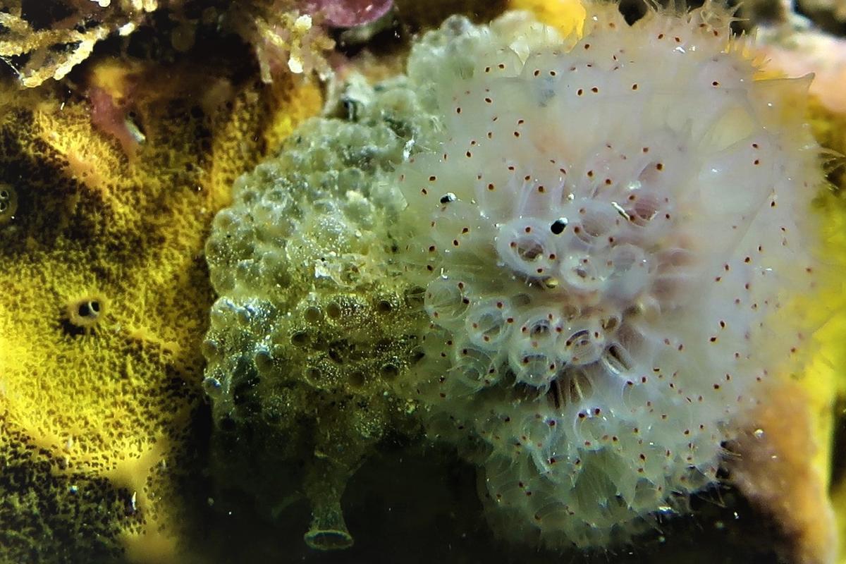 Est ce une ascidie agrégée(Archidistoma aggregatum ) ou une Molgula ...