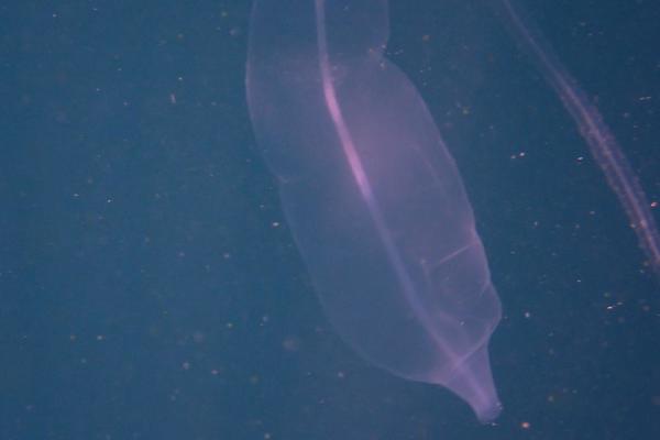 Identification de ce membre du plancton gélatineux ?