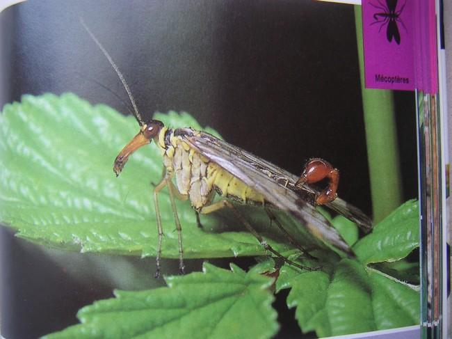 Bonjour,petit retour sur la mouche-scorpion, voici le mâle , avec le gonopodium, bien visible.<br />A bientôt, Martine