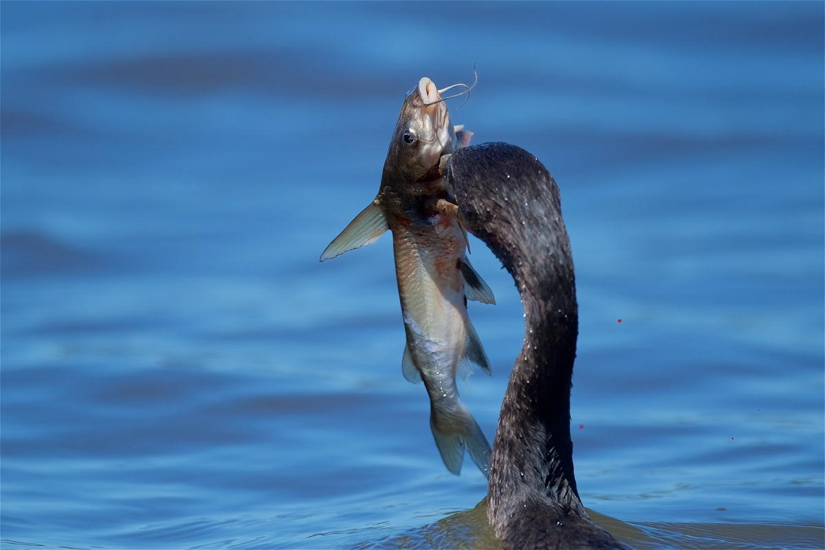 Nom de ce poisson à moustaches (Costa Rica)