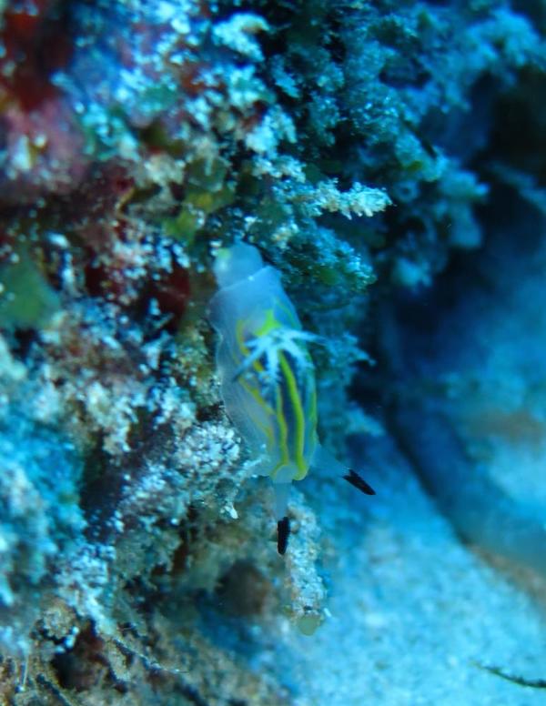 Nudibranche de Mayotte
