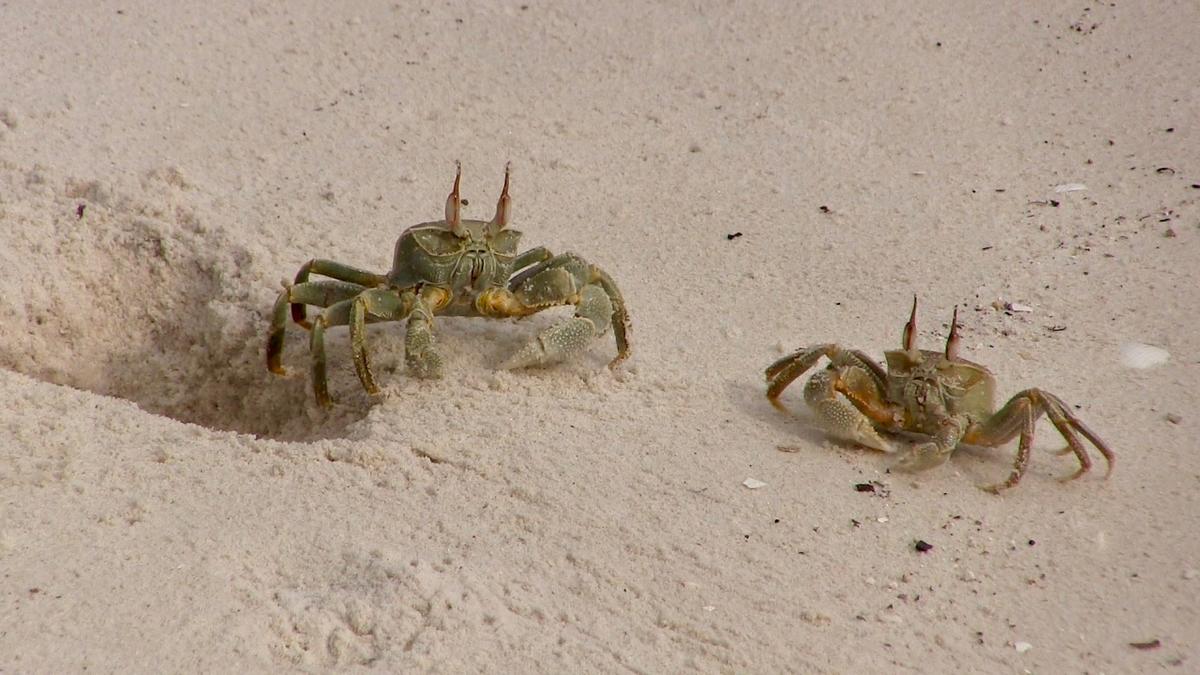 Ocypode ceratophthalmus