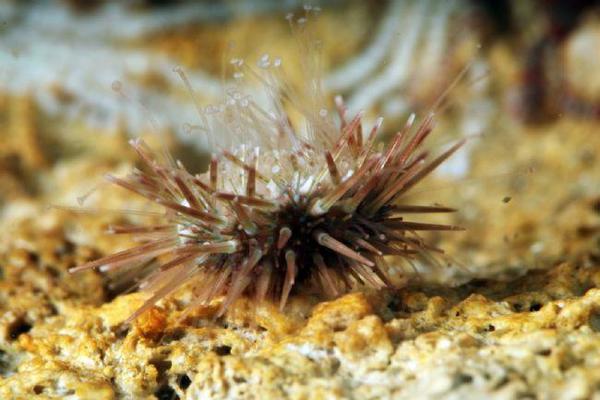 Paracentrotus lividus Oursin violet Juvénile