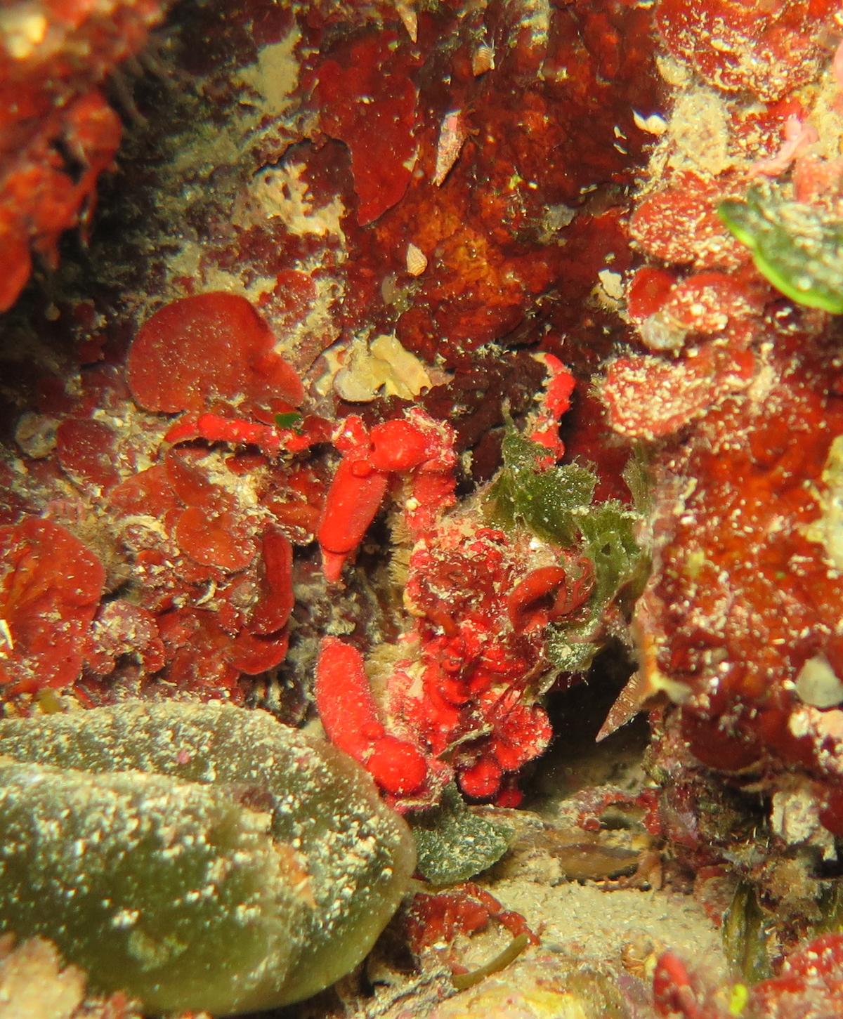 Petit crabe rouge