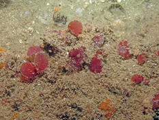 Petite algue rouge arrondie