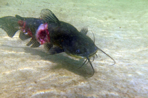 Poisson Chat Blesse