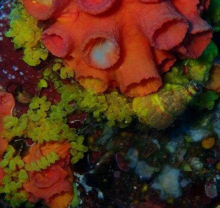 <p>Sans en être certain, cela me fait penser à la ponte d'un gastéropode très affilié au corail type <em>Tubastrea</em> que l'on voit sur la photo,...