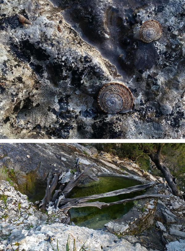 Quel est ce coquillage (eau douce)