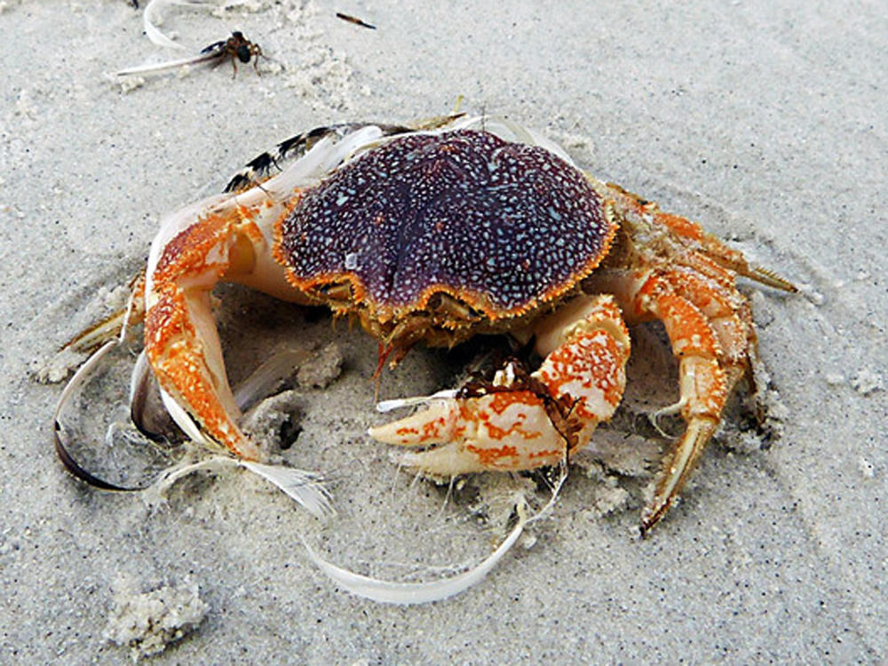 Où se trouve le crabe