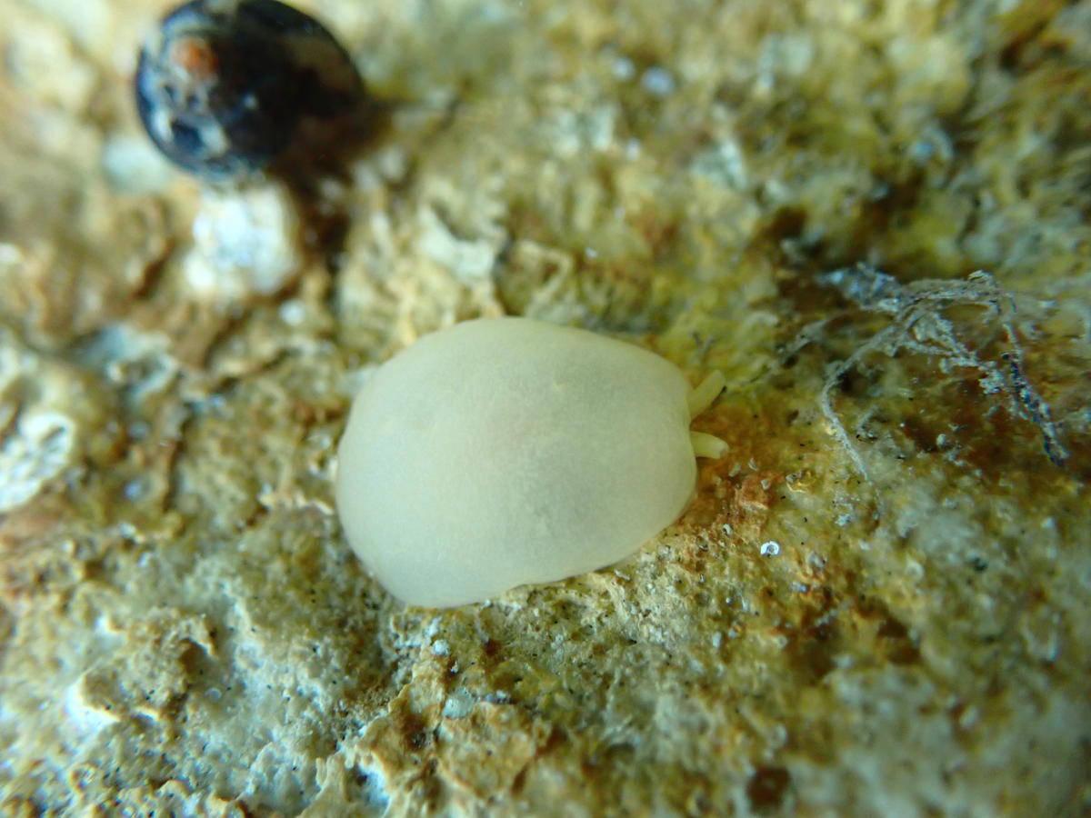 quelle est cette limace