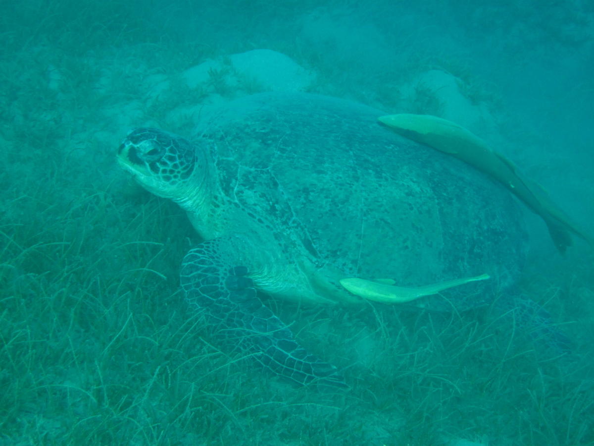 Quelle est cette tortue de mer rouge