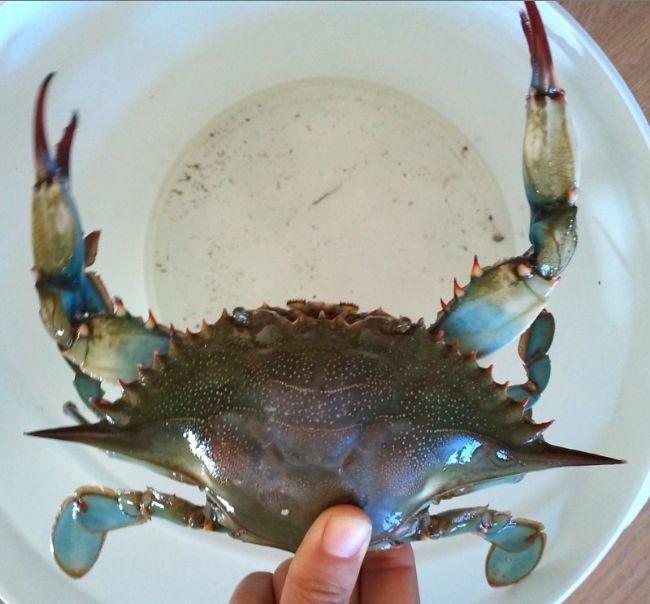 RéseauDORIS crabe bleu en Méditerranée