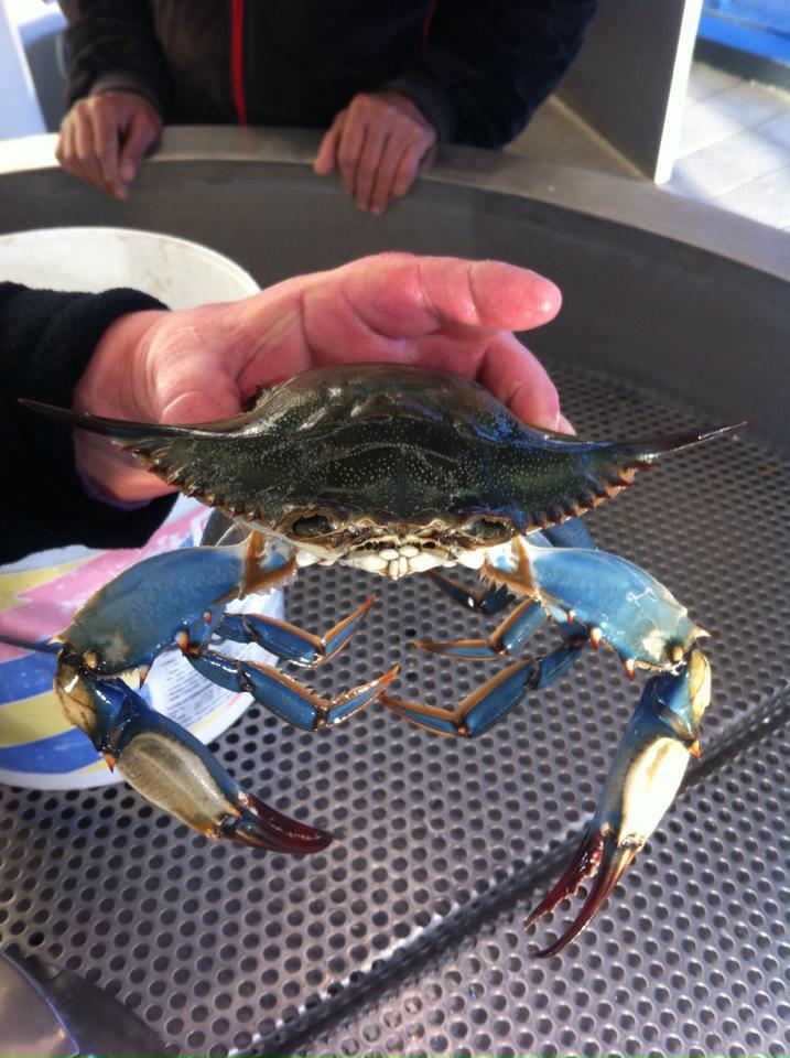 <p>Bonjour, ce crabe a également été pêché aux Issambres, le 8 Novembre 2016. </p>
