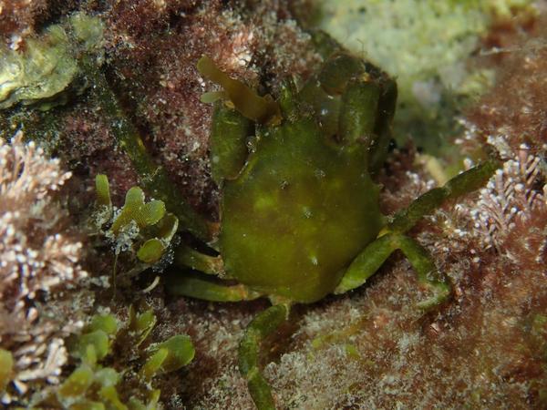 S'agitil de Inachus phalangium