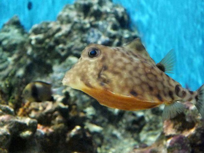Tetrosomus gibbosus