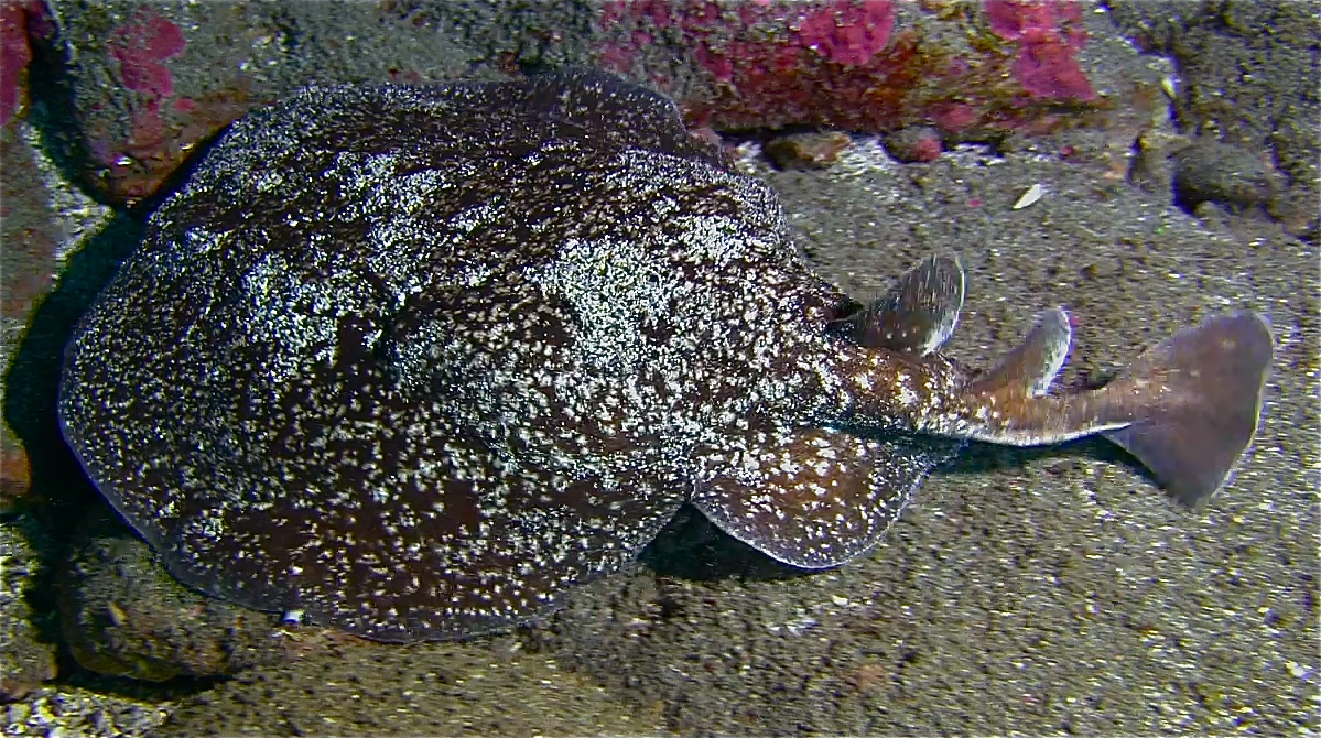 Torpedo marmorata ou Torpedo alexandrinsis