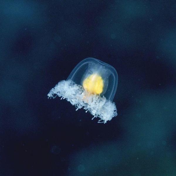 Turritopsis