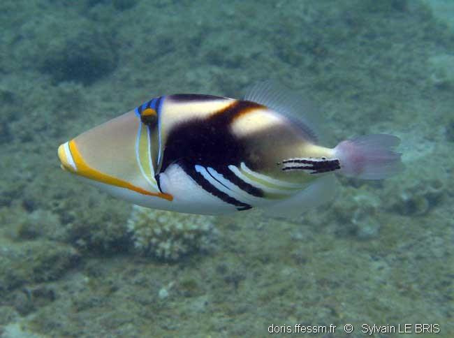 Rhinecanthus Aculeatus Doris