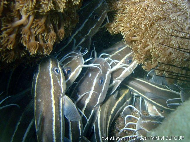 Plotosus Lineatus Doris Plotosus Lineatus Doris