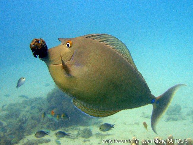 Naso Unicornis Doris