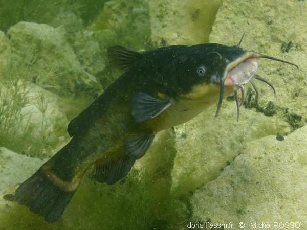 Ameiurus Melas Doris